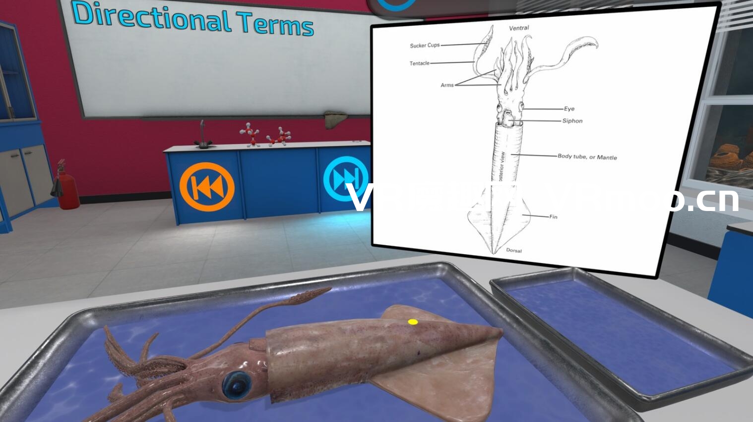 Oculus Quest 游戏《解剖模拟器 无脊椎动物》Dissection Simulator: Invertebrate Edition