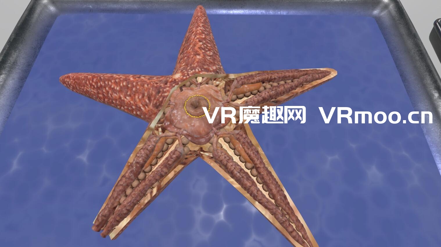 Oculus Quest 游戏《解剖模拟器 无脊椎动物》Dissection Simulator: Invertebrate Edition