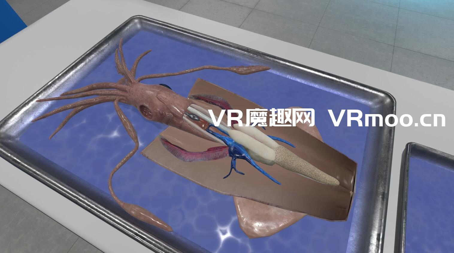 Oculus Quest 游戏《解剖模拟器 无脊椎动物》Dissection Simulator: Invertebrate Edition