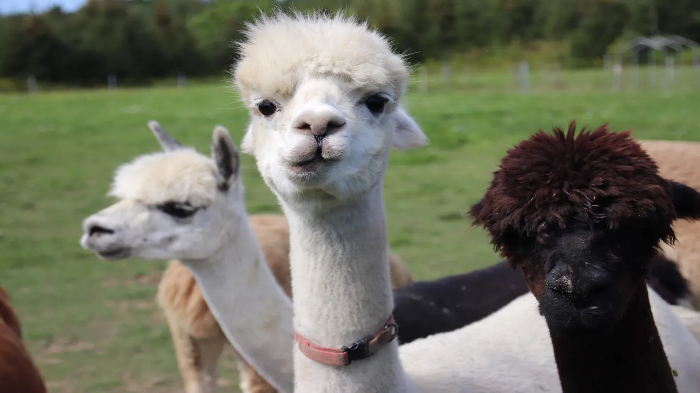 Meta Quest 游戏《VRLIFE 自然流》VRLIFE Nature Flow