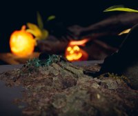 Oculus Quest 游戏《蜘蛛体验》Relaxed spiders experience