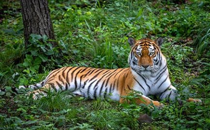 滨海边疆区野生动物园